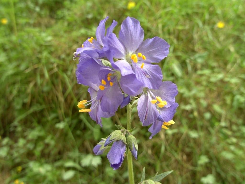 Polemonium coeruleum / Polemonio ceruleo